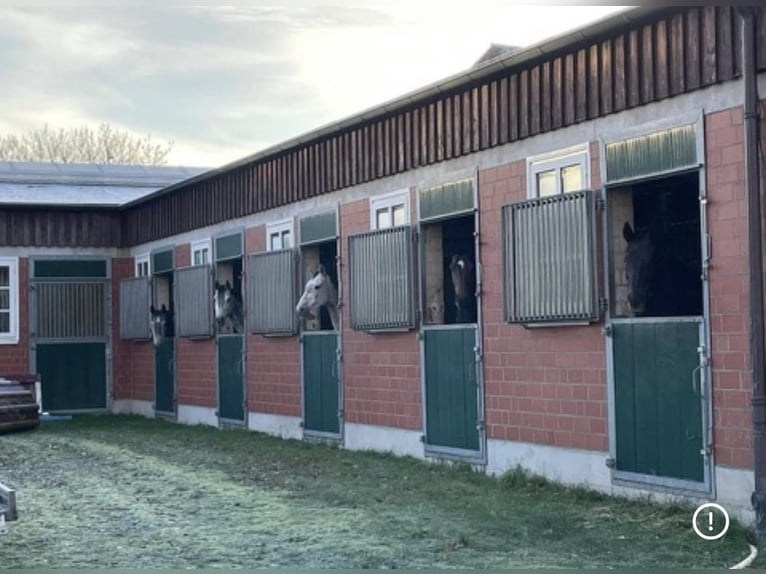 Berittplatz o. Rehaplatz frei (ab Sept) mit besten Haltungsbedingungen - individuell und pro Pferd