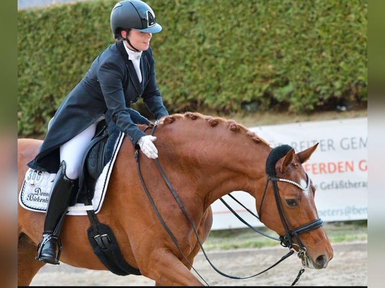 Dressurausbildung bis zur Klasse S***