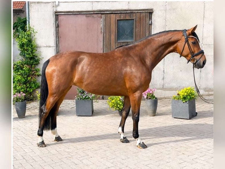Freie Berittplätze für Dressur- & Springpferde