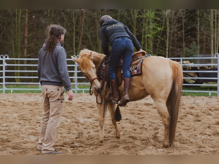 Ganzheitlicher Beritt & Pferdetraining, Ausbildung für Mensch & Pferd