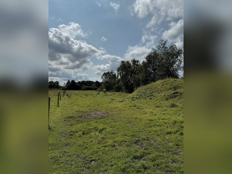 Grundausbildung von Jungpferden | Problem Pferde | Beritt für dein Pferd in der Nähe (Ostfriesland)