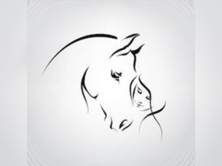 Ihr Pferd in besten Händen Ihr Pferd in besten Händen