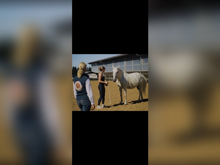 MKA Horsemanship Academy / Master Pferdetrainer