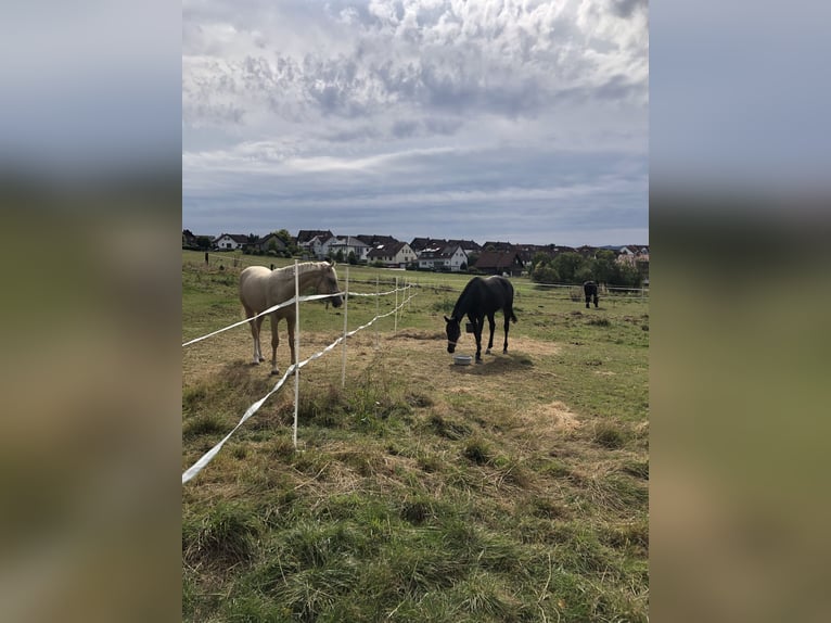 Ponys einreiten + ausbilden + leichte Bereiterin (49kg)