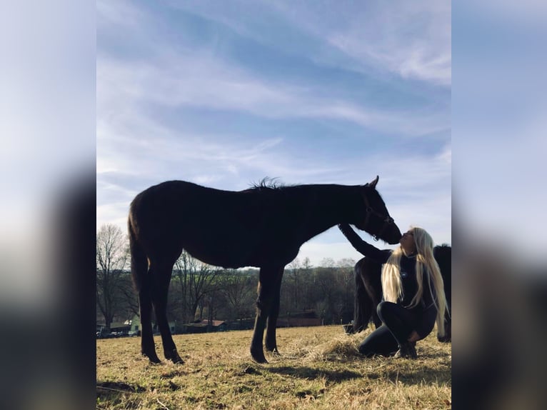 Ponys einreiten + ausbilden + leichte Bereiterin (49kg)