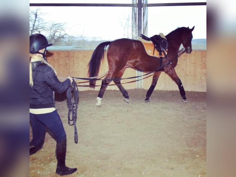 Reitunterricht & Beritt