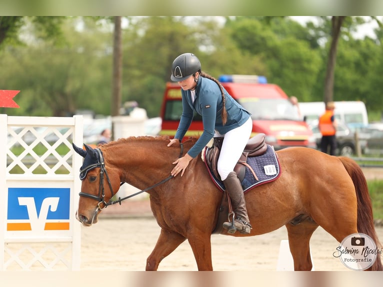 Vielseitiger Beritt / Anreiten von Sport & Freizeitpferden 