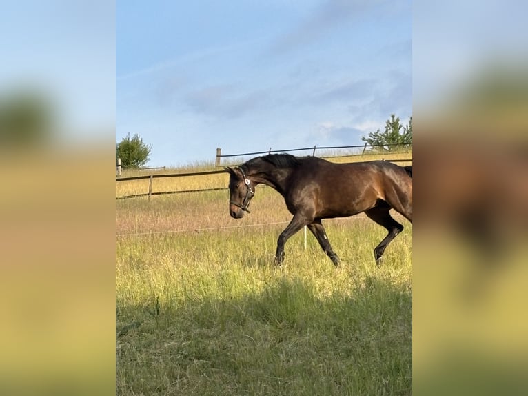 Vollberitt Dressur/  Anreiten - S***