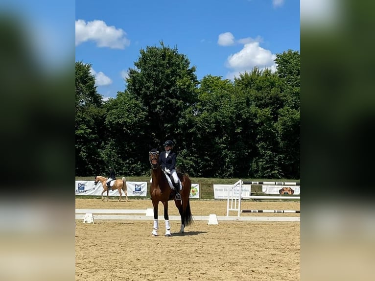 Vollberitt Dressur/  Anreiten - S***