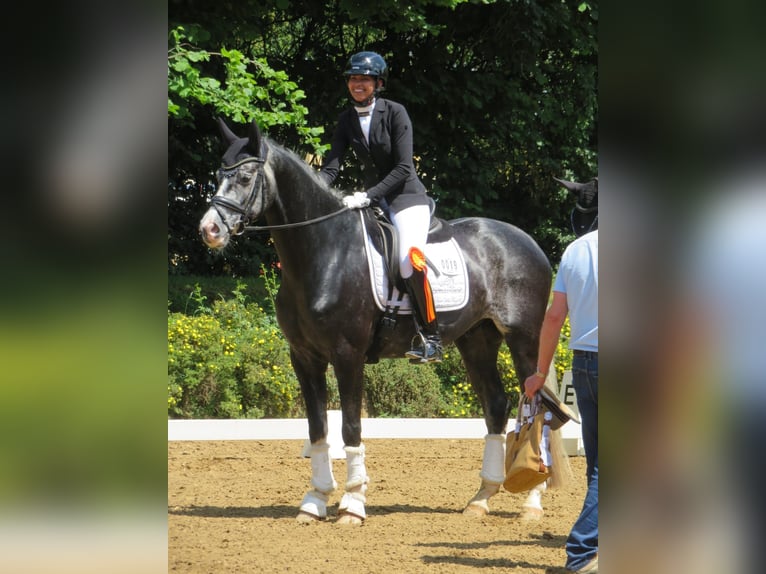 Vollberitt Dressur/  Anreiten - S***