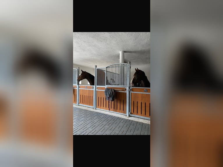 Wir haben einen freien Berittplatz!