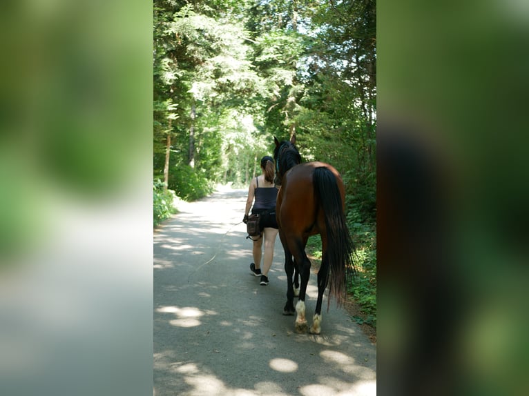8-Wochen-Powerkurs "Mental stark reiten"