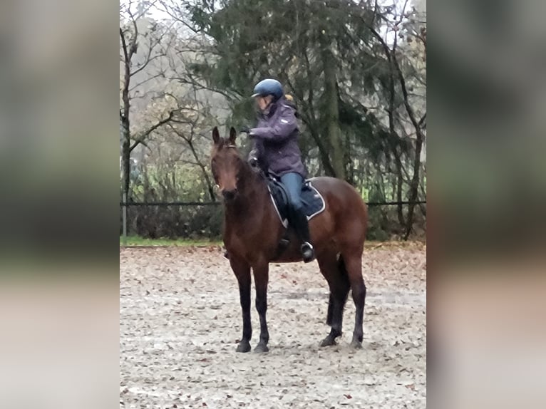 Distanzseminare für Einsteiger und Fortgeschrittene, Reiter und Fahrer