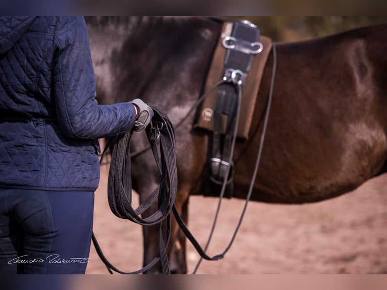 Doppellonge für Anfänger ganzjährig Kurse