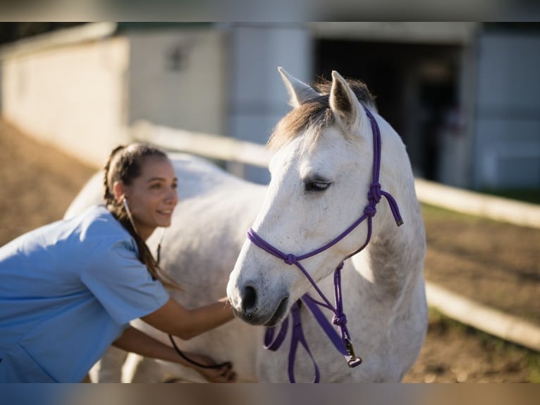 Horse Help College - Step-by-Step Online Education to train your horse at Home!