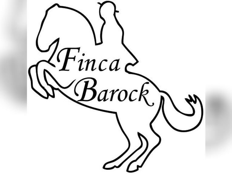 Individueller Theorie und Reitkurs mit Dr. Diana Krischke am 24.10-25.10.2026 auf der Finca Barock