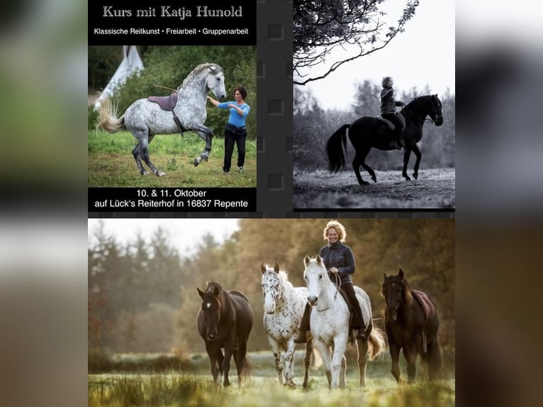 Klassische/Akademische Reitkunst, Freiarbeit, Gruppenarbeit mit Katja Hunold
