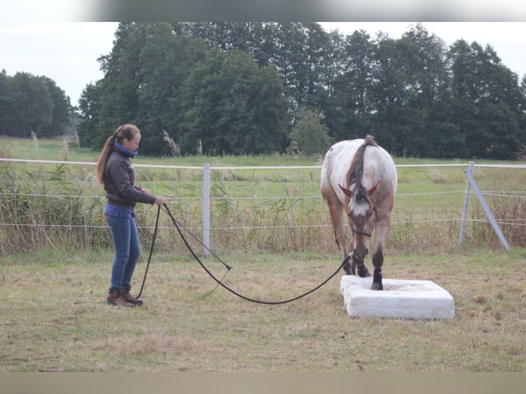 Kurs 29.03.25 Bodenarbeit/ Kommunikation/ natural Horsemanship