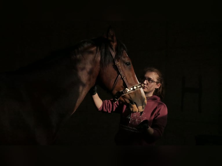 Mein Kopf, mein Pferd, mein Erfolg - Mentaltraining für Reiter