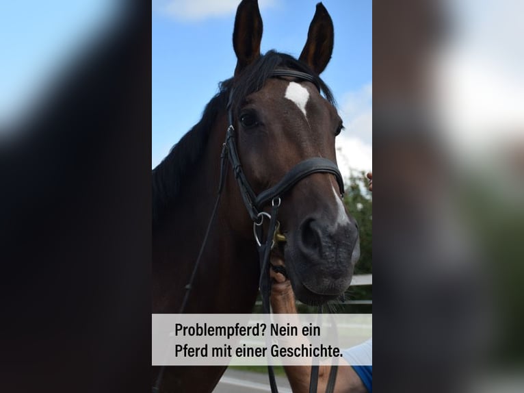 Pferde korrigieren Ursachen erkennen