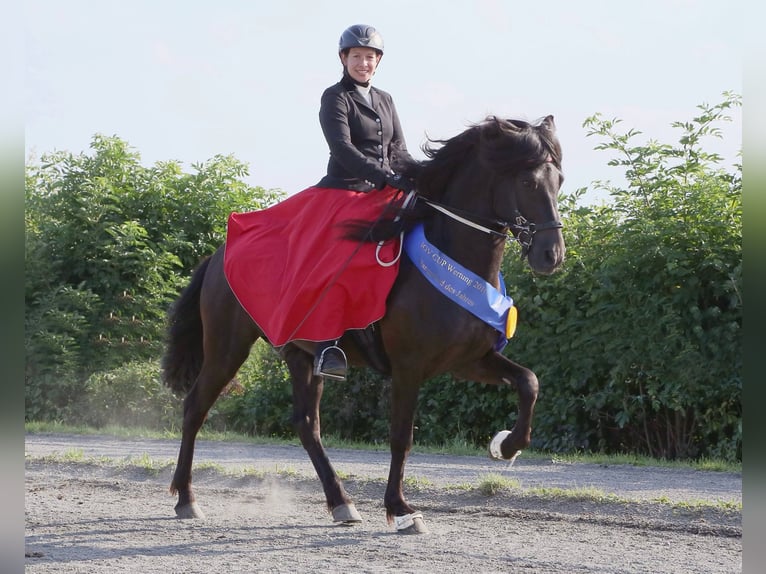 Pferdeführerschein, Trainerfortbildung, Gangpferde, Reitabzeichen