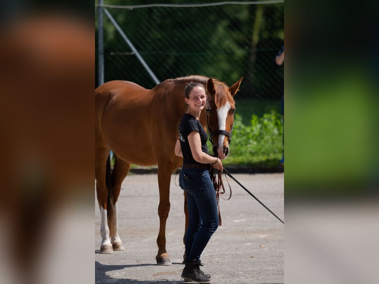 Pferdetrainer werden! | Ausbildung zum natural.horsing Basistrainer