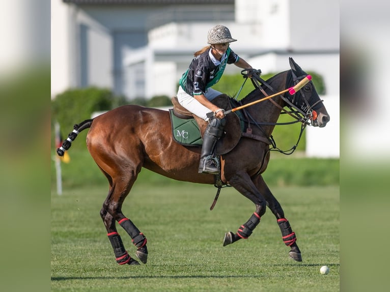 Polo Schnupperkurs auf dem Ettikoner Hof