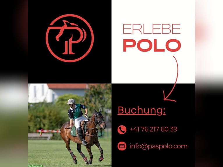 Polo Schnupperkurs auf dem Ettikoner Hof