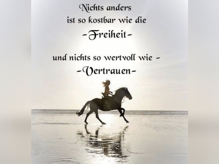 Professionelle Einzelbegleitung für Pferd und Mensch