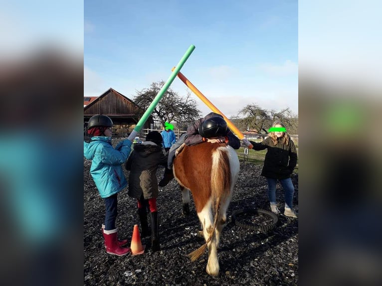 Reitpädagogik-Ausbildung/Fortbildung Pony-Motion®️