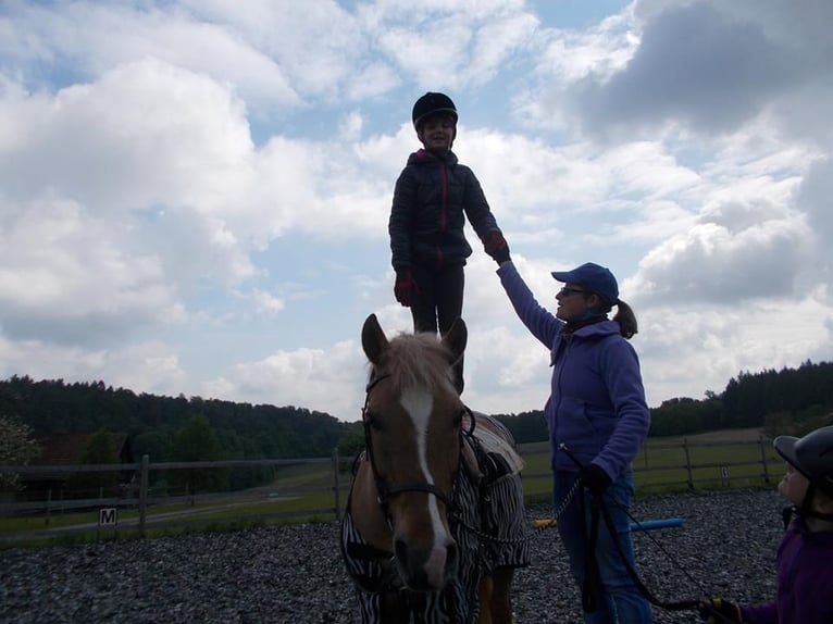 Reitpädagogik-Ausbildung/Fortbildung Pony-Motion®️