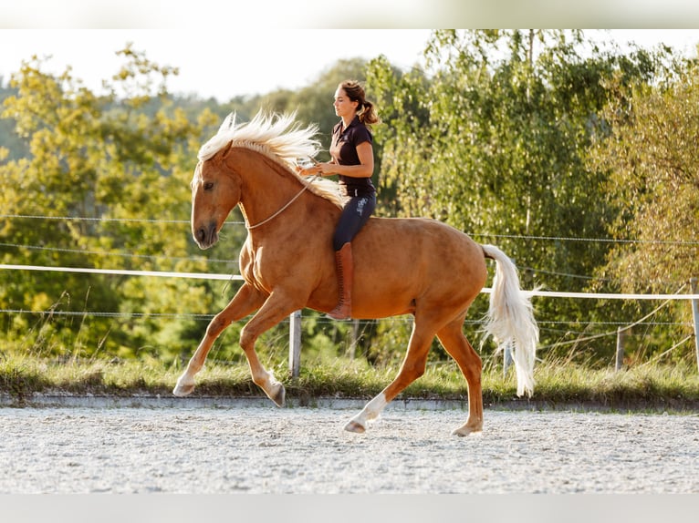 Bodenarbeits- und Reitunterricht