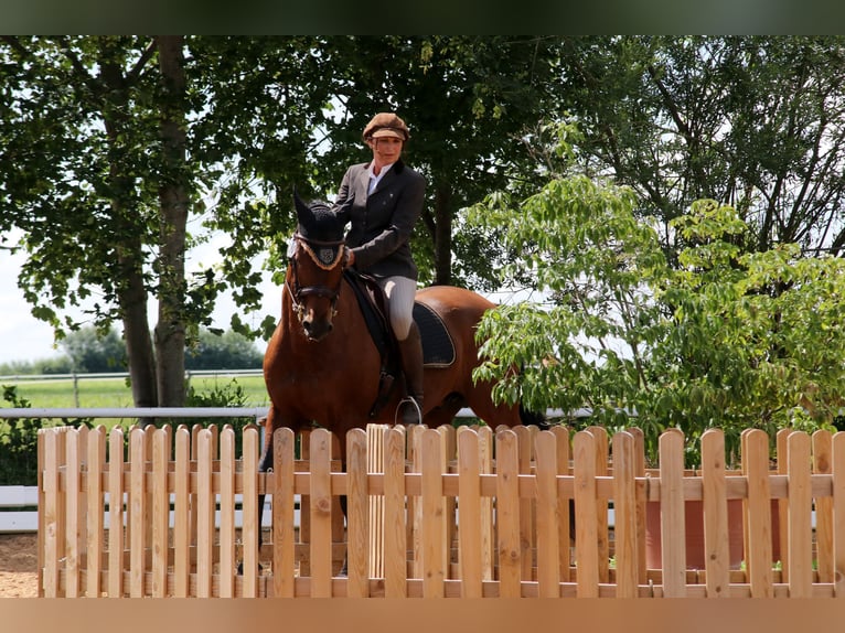 Einführung in die Grundlagen der Working Equitation - mobiler Unterricht/mobile Trailkurse