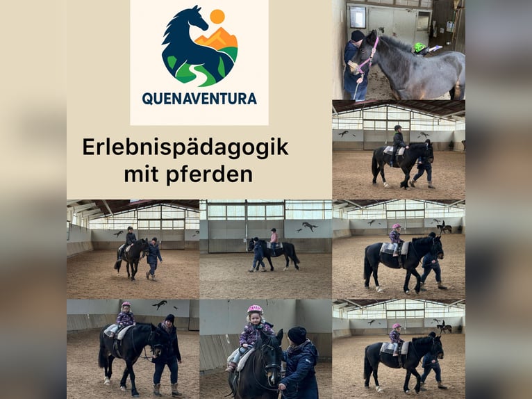 Erlebnispädagogik mit dem Pferd