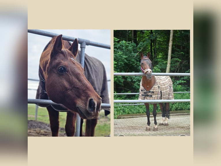Erlebnispädagogik mit dem Pferd