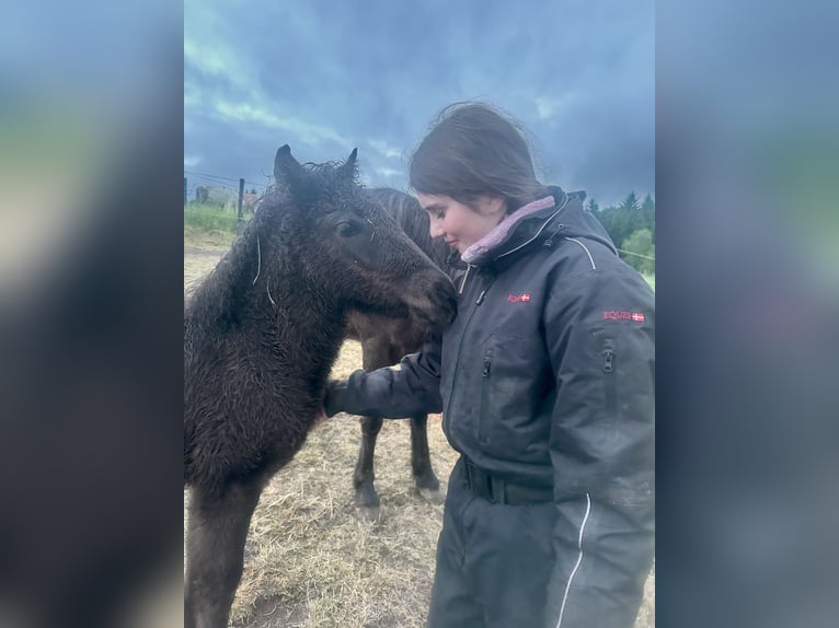 Gangpferde, Reitunterricht, Isländer, Tölt, Reitbeteiligung 