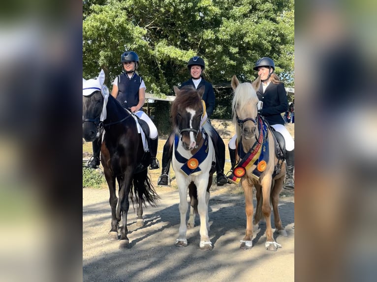 Gangpferde, Reitunterricht, Isländer, Tölt, Reitbeteiligung 