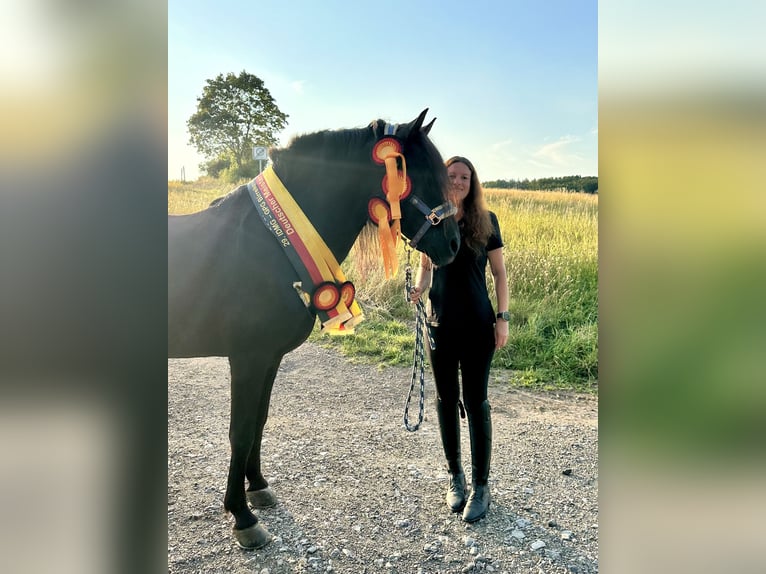Gangpferde, Reitunterricht, Isländer, Tölt, Reitbeteiligung 
