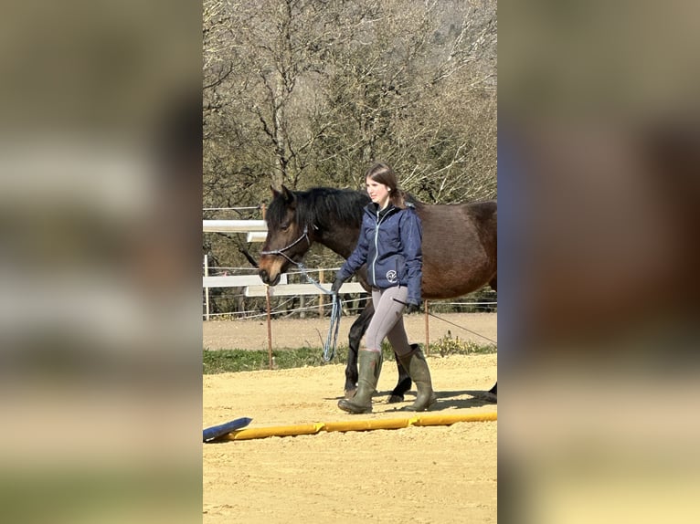 Gangpferde, Reitunterricht, Isländer, Tölt, Reitbeteiligung 