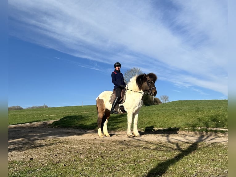Gangpferde, Reitunterricht, Isländer, Tölt, Reitbeteiligung 