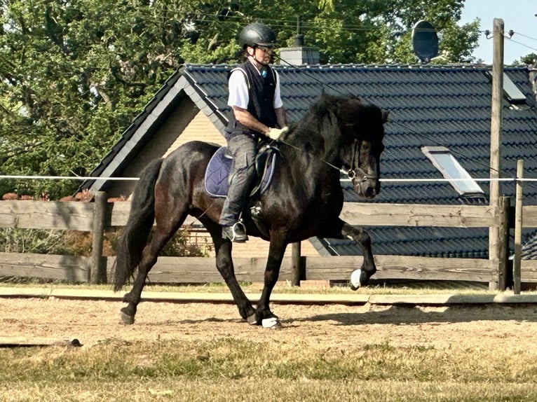 Gangpferde, Reitunterricht, Isländer, Tölt, Reitbeteiligung 