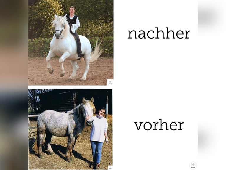 Lizensierter Trainer Akademische Reitkunst Reitunterricht