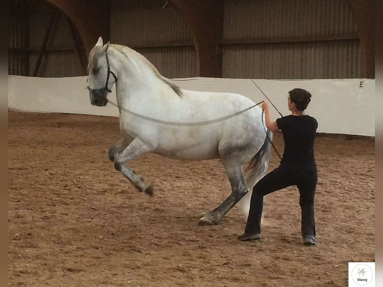 Lizensierter Trainer Akademische Reitkunst Reitunterricht