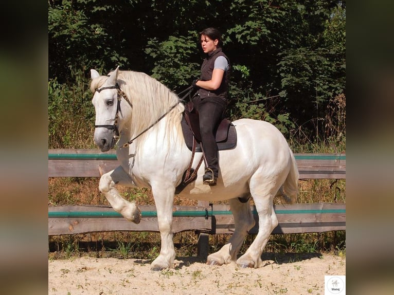 Lizensierter Trainer Akademische Reitkunst Reitunterricht