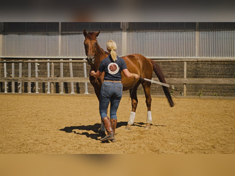 MKA Martin Kreuzer Horsemanship Academy Trainer