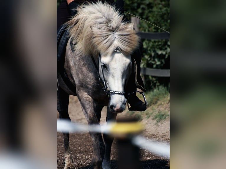Mobilen Reitunterricht im Kreis Mettmann