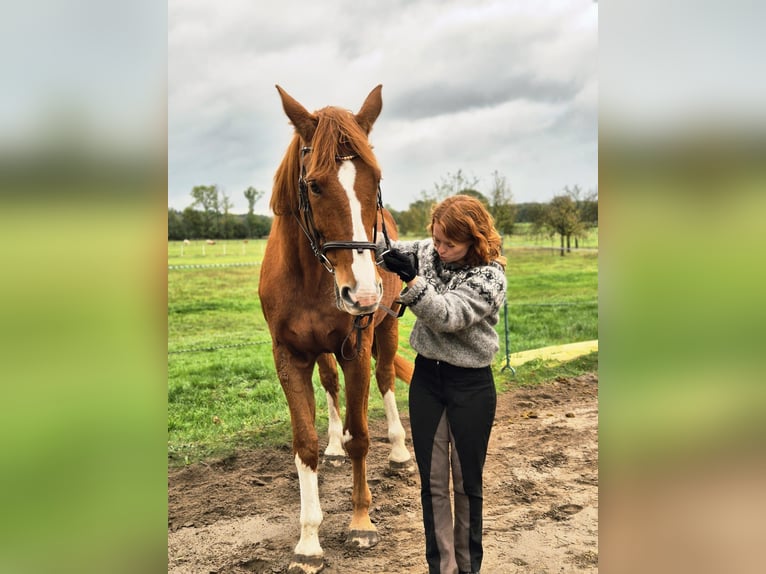 Mobiler Reitunterricht für die und Dein Pferd