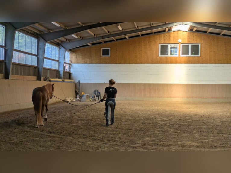 Mobiler Reitunterricht für die und Dein Pferd