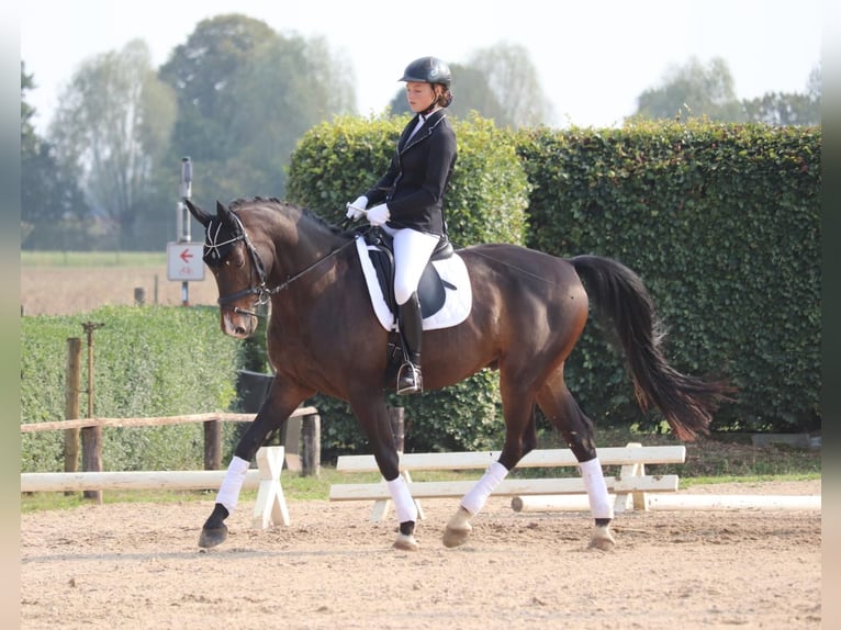 Mobiler Reitunterricht und Beritt