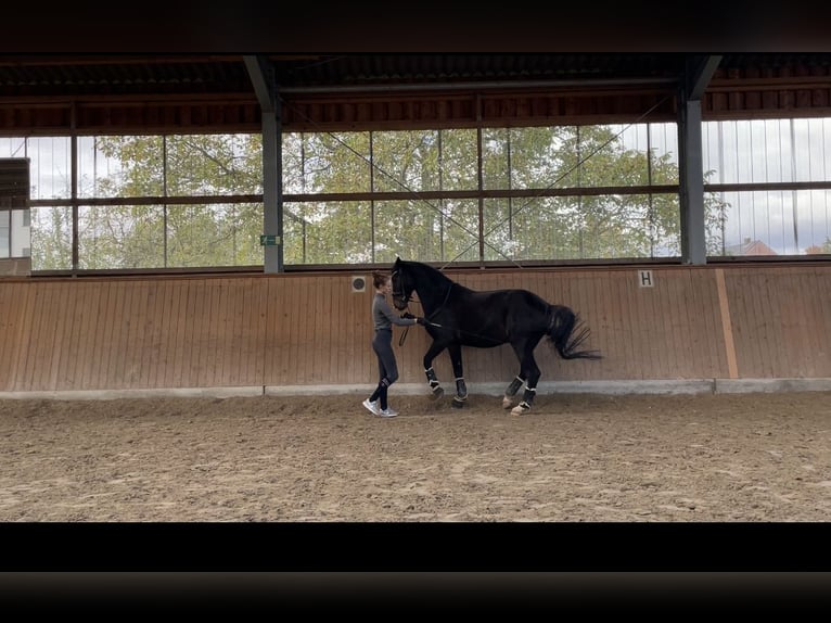 Mobiler Reitunterricht und Beritt